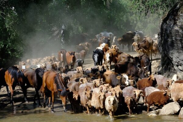 Altay’s Epic Livestock Journey: 400,000 Animals on the Move! 🐏🌄 Altay_s_Epic_Livestock_Journey__400_000_Animals_on_the_Move____