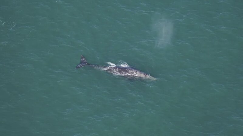 Amazing__Pacific_Gray_Whale_Spotted_Off_New_England___First_in_Two_Centuries____ - News for amigos, by amigos Amazing__Pacific_Gray_Whale_Spotted_Off_New_England___First_in_Two_Centuries____