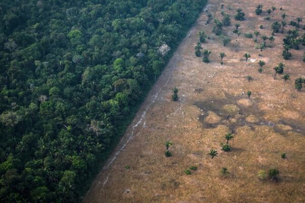 Amazon Deforestation Drops to Lowest Level Since 2016 🎉 Amazon_Deforestation_Drops_to_Lowest_Level_Since_2016__