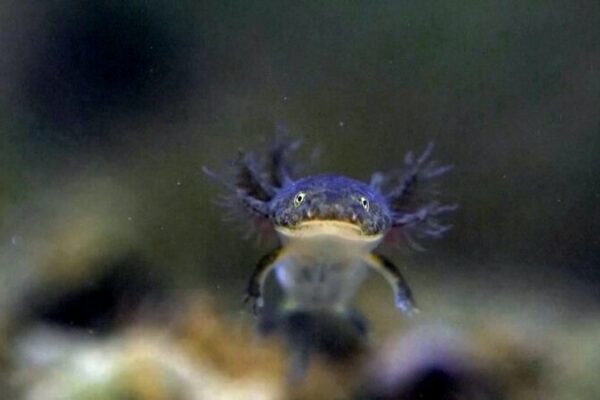 Amji’s Salamander Makes a Comeback: From 60 to 600 in China’s Anji County 🦎🌱 Amji_s_Salamander_Makes_a_Comeback__From_60_to_600_in_China_s_Anji_County___ video poster