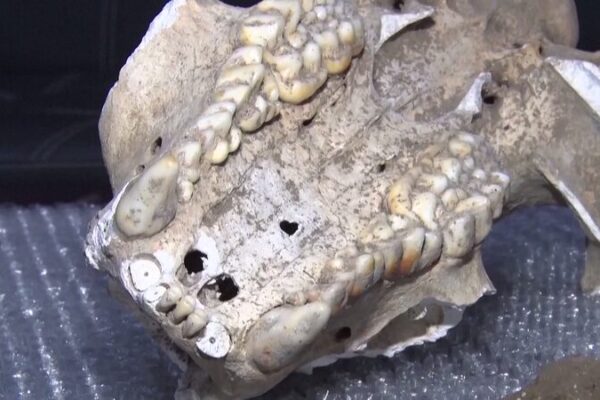 Ancient Giant Panda Fossil Unearthed in Shaanxi’s Limestone Cave Ancient_Giant_Panda_Fossil_Unearthed_in_Shaanxi_s_Limestone_Cave