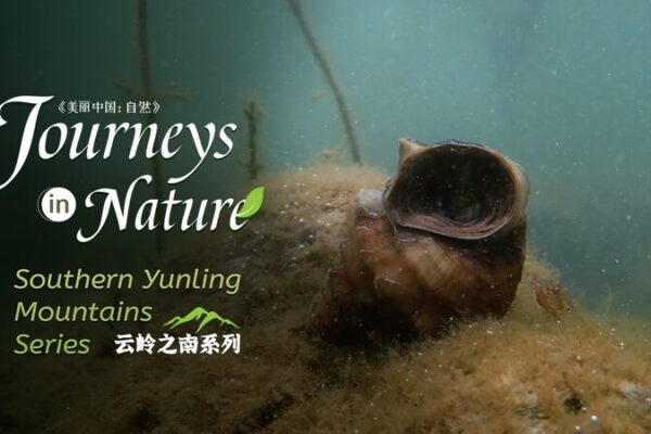 Ancient Giant Snails: Erhai Lake’s Hidden Treasures 🐌 Ancient_Giant_Snails__Erhai_Lake_s_Hidden_Treasures__ video poster