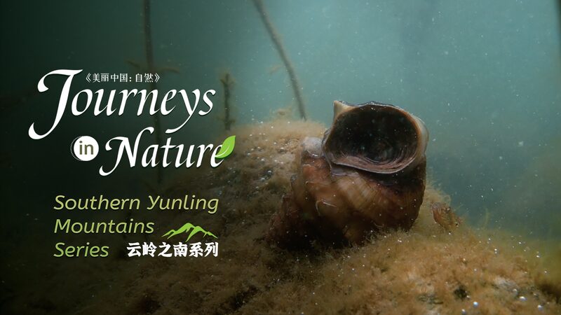 Ancient_Giant_Snails__Erhai_Lake_s_Hidden_Treasures___poster - News for amigos, by amigos Ancient_Giant_Snails__Erhai_Lake_s_Hidden_Treasures__ video poster