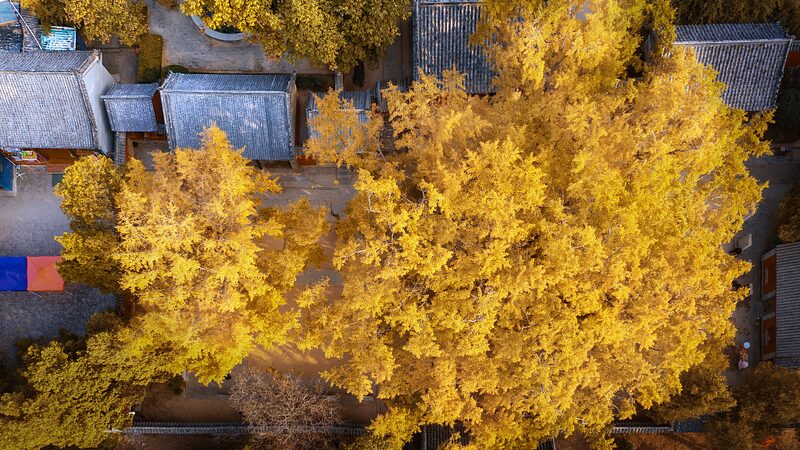 Ancient_Ginkgo_Tree_in_Shandong_Dons_Golden_Armor__ - News for amigos, by amigos Ancient_Ginkgo_Tree_in_Shandong_Dons_Golden_Armor__