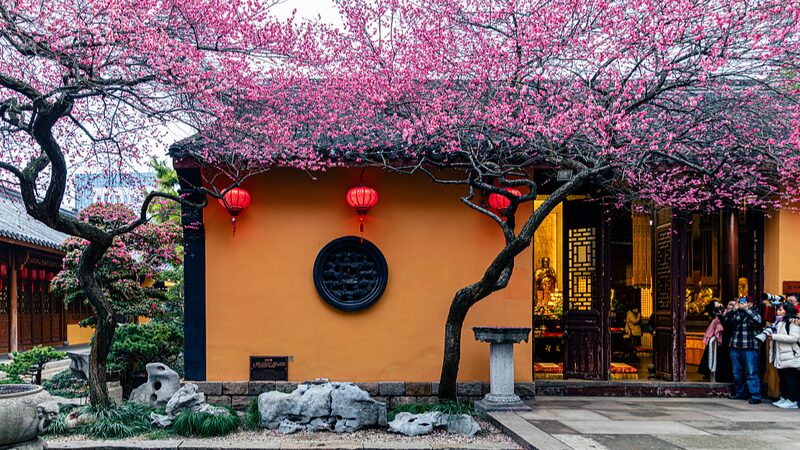 Ancient_Red_Plums_in_Bloom__Huzhou_s_Tiefosi_Temple_Springs_to_Life_ - News for amigos, by amigos __Ancient_Red_Plums_in_Bloom__Huzhou_s_Tiefosi_Temple_Springs_to_Life_