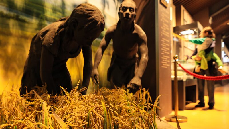 Ancient_Rice_Discovery__Chinese_Scientists_Decode_10_000_Year_Old_Mystery___ - News for amigos, by amigos Ancient_Rice_Discovery__Chinese_Scientists_Decode_10_000_Year_Old_Mystery___
