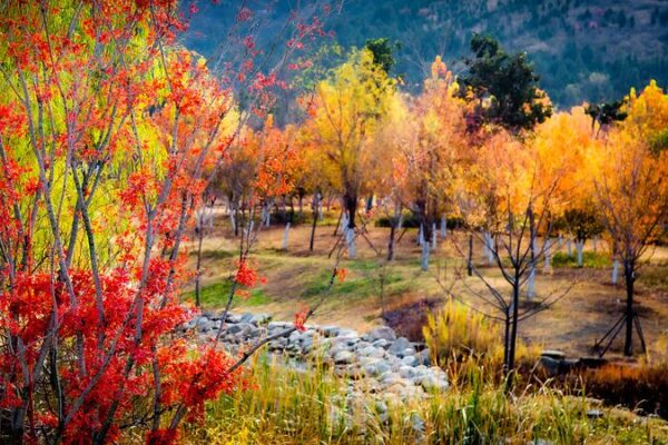 Anhui’s Botanical Wonderland: Winter Blooms Bright in Suzhou Anhui_s_Botanical_Wonderland__Winter_Blooms_Bright_in_Suzhou