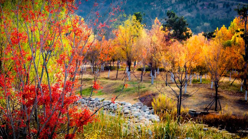 Anhui_s_Botanical_Wonderland__Winter_Blooms_Bright_in_Suzhou - News for amigos, by amigos Anhui_s_Botanical_Wonderland__Winter_Blooms_Bright_in_Suzhou