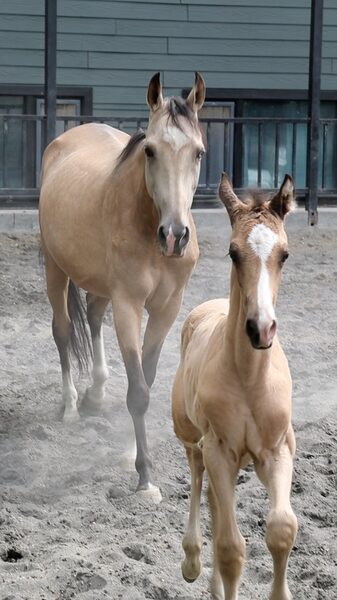 Animals_Enjoy_Summer_Fun_at_Xinjiang_Ancient_Ecological_Park___ video poster