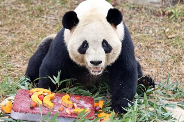 Animals at Nantong Safari Park Enjoy Special Laba Festival Treats Animals_at_Nantong_Safari_Park_Enjoy_Special_Laba_Festival_Treats