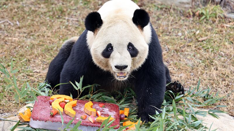 Animals_at_Nantong_Safari_Park_Enjoy_Special_Laba_Festival_Treats - News for amigos, by amigos Animals_at_Nantong_Safari_Park_Enjoy_Special_Laba_Festival_Treats
