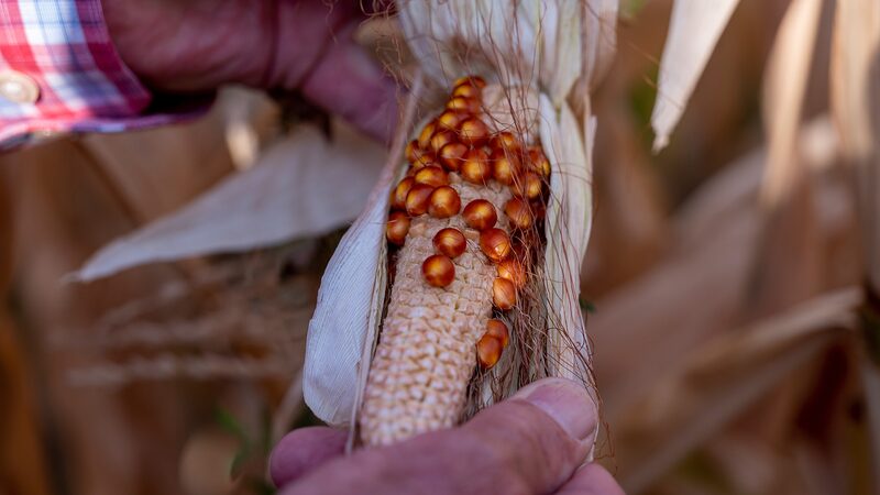 Argentina_Cracks_Leafhopper_Genome_to_Save_Corn_Crops___ - News for amigos, by amigos Argentina_Cracks_Leafhopper_Genome_to_Save_Corn_Crops___
