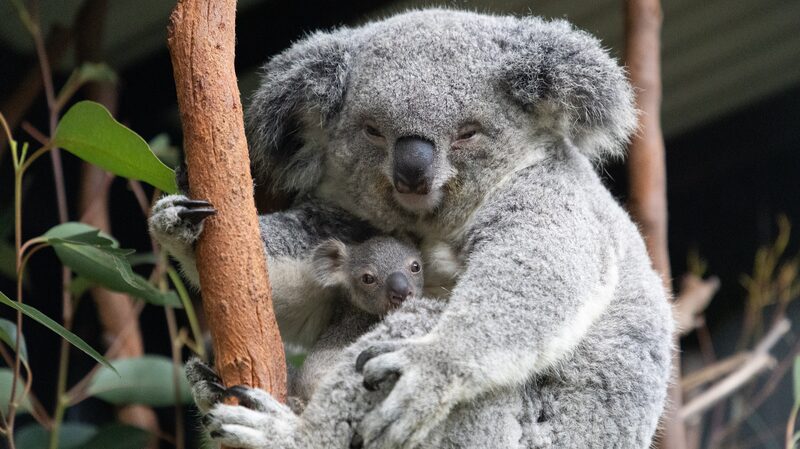 Australia_Calls_on_Citizens_to_Help_Count_Its_Iconic_Koalas__