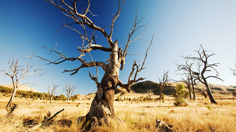 Australia_Could_Soon_Face_Decades_Long_Megadroughts__Study_Warns - News for amigos, by amigos Australia_Could_Soon_Face_Decades_Long_Megadroughts__Study_Warns