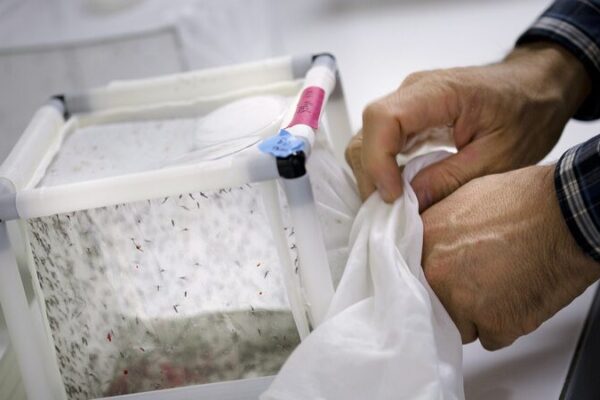 Australia Unleashes Genetically Modified Mosquitoes to Fight Deadly Diseases Australia_Unleashes_Genetically_Modified_Mosquitoes_to_Fight_Deadly_Diseases