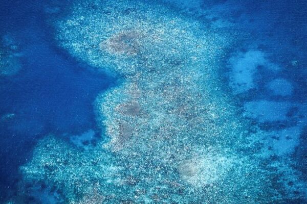 Australia’s Great Barrier Reef Faces Worst Bleaching Ever 😔🌊 Australia_s_Great_Barrier_Reef_Faces_Worst_Bleaching_Ever___