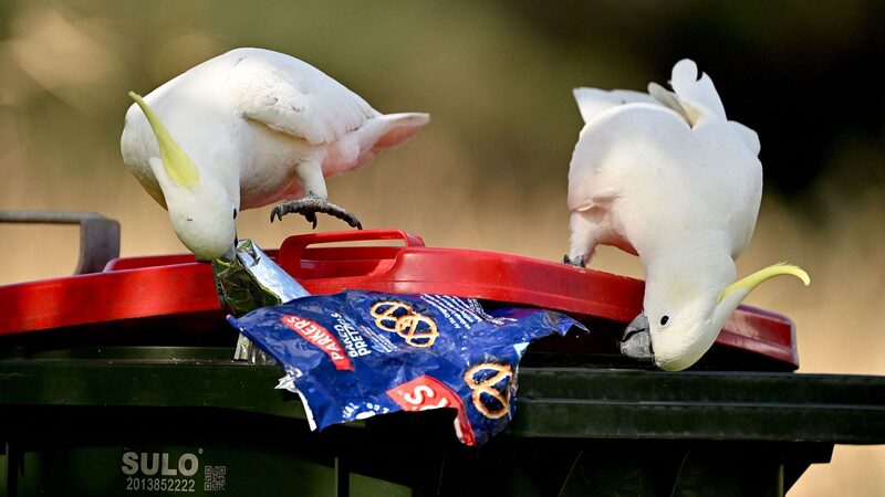 Australian_Researchers_Use_Satellites_to_Spot_Beach_Plastic_from_Space____ - News for amigos, by amigos Australian_Researchers_Use_Satellites_to_Spot_Beach_Plastic_from_Space____