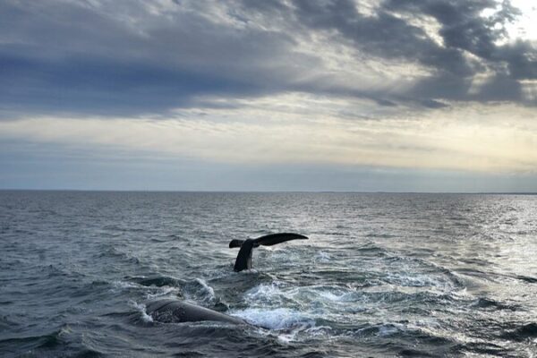 Australian Scientists Warn: Fishing Gear Threatens Critically Endangered Whales Australian_Scientists_Warn__Fishing_Gear_Threatens_Critically_Endangered_Whales