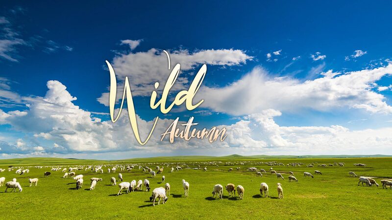 Autumn_Adventures__Discovering_China_s_Vast_Hulunbuir_Grassland____poster - News for amigos, by amigos Autumn_Adventures__Discovering_China_s_Vast_Hulunbuir_Grassland___ video poster