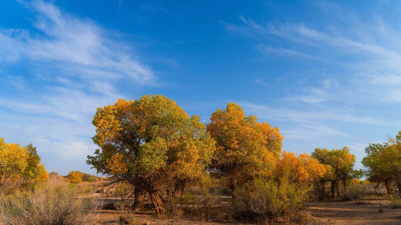 Autumn_Magic__Golden_Poplars_of_Inner_Mongolia_s_Desert_Oasis - News for amigos, by amigos Autumn_Magic__Golden_Poplars_of_Inner_Mongolia_s_Desert_Oasis