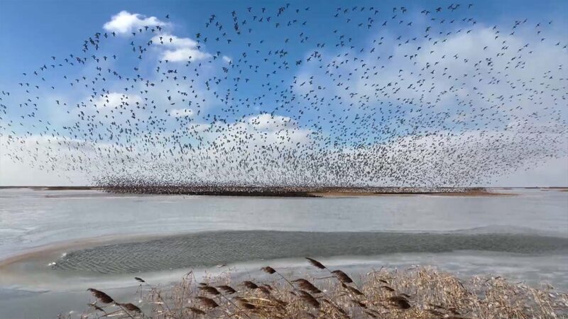 Autumn_Magic_at_the_Yellow_River_Delta__A_Bird_Lover_s_Paradise_poster - News for amigos, by amigos Autumn_Magic_at_the_Yellow_River_Delta__A_Bird_Lover_s_Paradise video poster