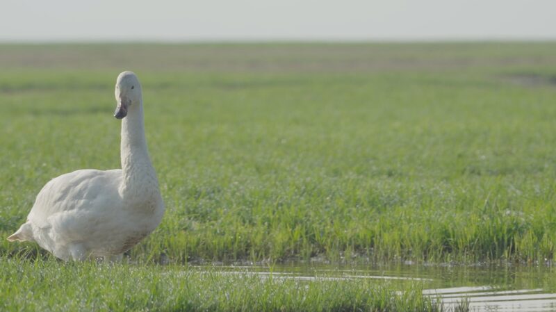 Autumn_Secrets_Unveiled_at_Poyang_Lake__ video poster