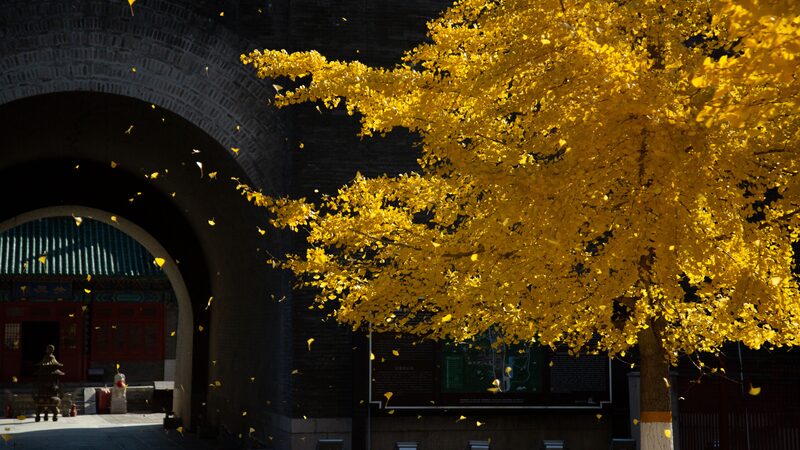 Autumn_Splendor__Juyongguan_Great_Wall_Dazzles_with_Golden_Ginkgo_Leaves - News for amigos, by amigos Autumn_Splendor__Juyongguan_Great_Wall_Dazzles_with_Golden_Ginkgo_Leaves