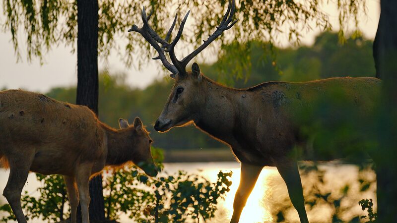 BFFs__Keepers_and_Milu_Deer_Forge_Deep_Bonds_at_Jiangsu_s_Dafeng_Reserve____ video poster