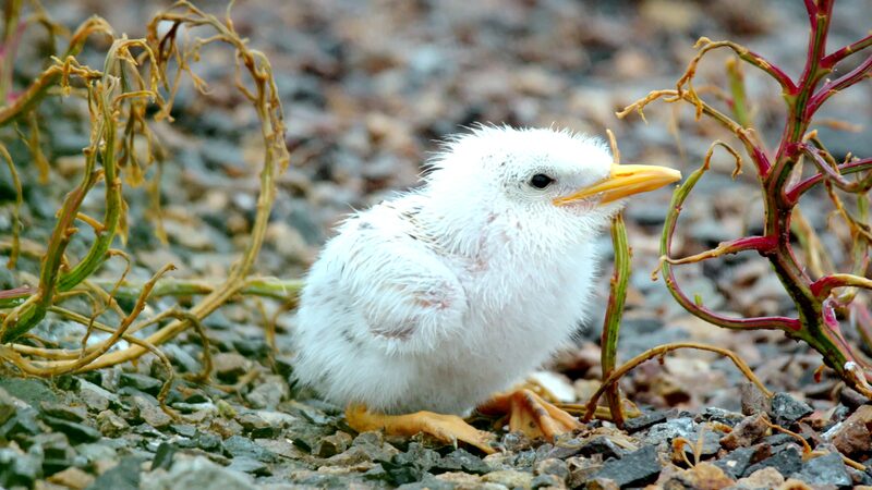 Baby_Birds_Fight_for_Survival__Inside_the_Lives_of_China_s_Endangered_Great_Crested_Terns____ video poster