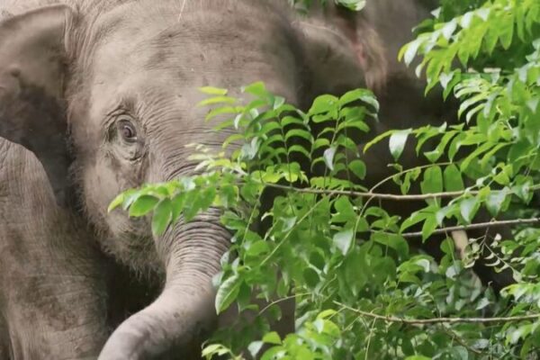 Back to the Wild: Asian Elephants Thrive in Yunnan 🐘 Back_to_the_Wild__Asian_Elephants_Thrive_in_Yunnan__ video poster