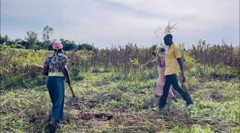 Bamboo_Power__How_It_s_Restoring_Kenya_s_Ecosystems__ - News for amigos, by amigos Bamboo_Power__How_It_s_Restoring_Kenya_s_Ecosystems__