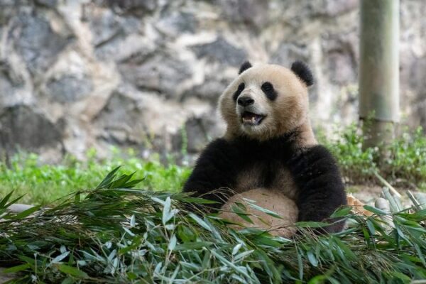 Bao Li and Qing Bao: China’s Panda Duo Begin 10-Year Adventure in Washington, D.C. 🐼✈️ Bao_Li_and_Qing_Bao__China_s_Panda_Duo_Begin_10_Year_Adventure_in_Washington__D_C_____