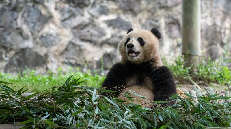 Bao_Li_and_Qing_Bao__China_s_Panda_Duo_Begin_10_Year_Adventure_in_Washington__D_C_____ - News for amigos, by amigos Bao_Li_and_Qing_Bao__China_s_Panda_Duo_Begin_10_Year_Adventure_in_Washington__D_C_____