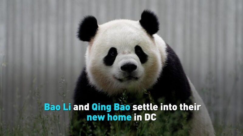 Bao_Li_and_Qing_Bao__Panda_Pals_Begin_DC_Adventure____poster - News for amigos, by amigos Bao_Li_and_Qing_Bao__Panda_Pals_Begin_DC_Adventure___ video poster