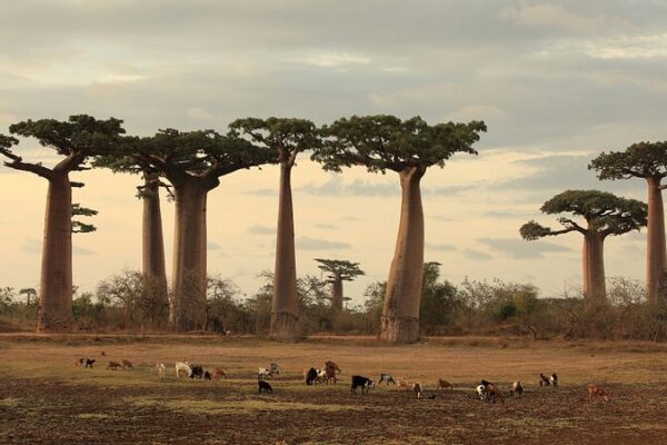 Baobab Trees’ Evolution Unveiled: Scientists Decode Ancient Giants 🌳 Baobab_Trees__Evolution_Unveiled__Scientists_Decode_Ancient_Giants__ video poster