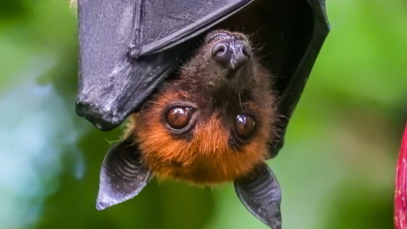 Bats_With_Brains____Wild_Bats_Show_Human_Like_Thinking_Abilities_ - News for amigos, by amigos Bats_With_Brains____Wild_Bats_Show_Human_Like_Thinking_Abilities_