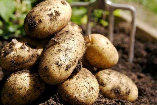 Battling Climate Change: China’s Quest to Save the Potato 🥔 Battling_Climate_Change__China_s_Quest_to_Save_the_Potato__