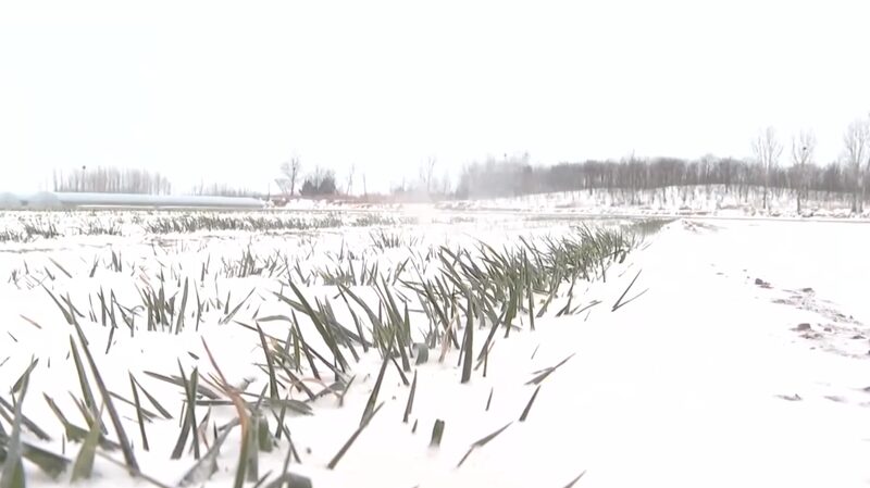 Battling_the_Chill__How_China_s_Farmers_Tackle_Spring_Cold_Waves____ - News for amigos, by amigos Battling_the_Chill__How_China_s_Farmers_Tackle_Spring_Cold_Waves____