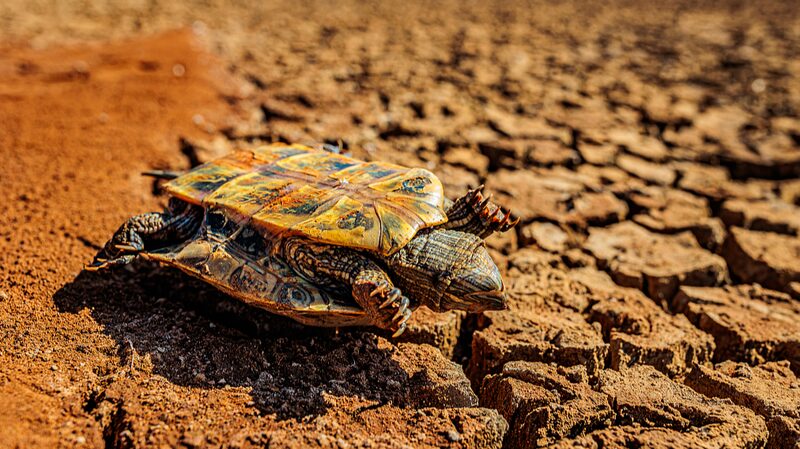 Battling_the_Drought__Yunnan_s_Resilient_Response_to_Water_Shortages__