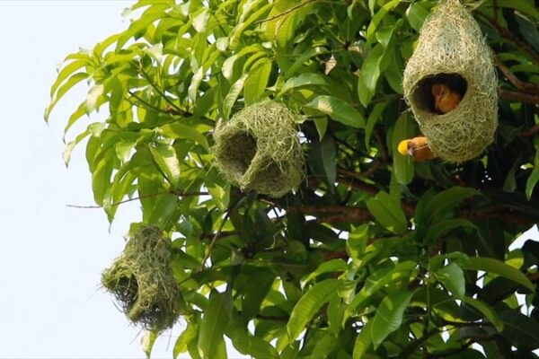 Baya Weaver Birds Ready Their Sky Homes for New Families in Southwest China Baya_Weaver_Birds_Ready_Their_Sky_Homes_for_New_Families_in_Southwest_China video poster