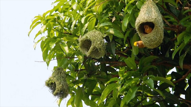 Baya_Weaver_Birds_Ready_Their_Sky_Homes_for_New_Families_in_Southwest_China_poster - News for amigos, by amigos Baya_Weaver_Birds_Ready_Their_Sky_Homes_for_New_Families_in_Southwest_China video poster