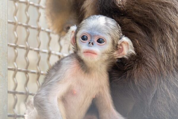 Be a Part of History: Name the Rare Baby Grey Snub-Nosed Monkey! 🐒 Be_a_Part_of_History__Name_the_Rare_Baby_Grey_Snub_Nosed_Monkey___