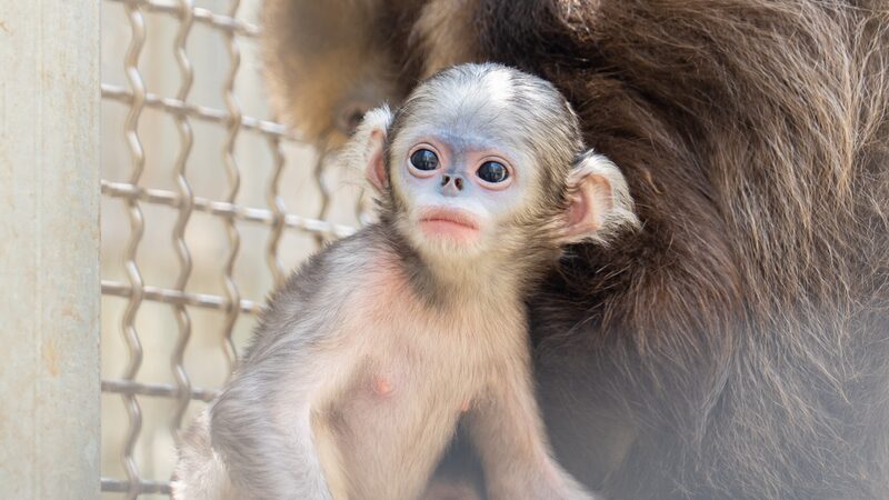 Be_a_Part_of_History__Name_the_Rare_Baby_Grey_Snub_Nosed_Monkey___ - News for amigos, by amigos Be_a_Part_of_History__Name_the_Rare_Baby_Grey_Snub_Nosed_Monkey___