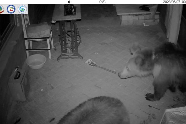 Bears on the Move: Jamyang’s Unexpected Visitor in Northwest China Bears_on_the_Move__Jamyang_s_Unexpected_Visitor_in_Northwest_China video poster