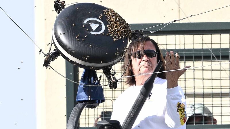 Bees_Invade__Alcaraz_Zverev_Clash_Takes_an_Unexpected_Turn__