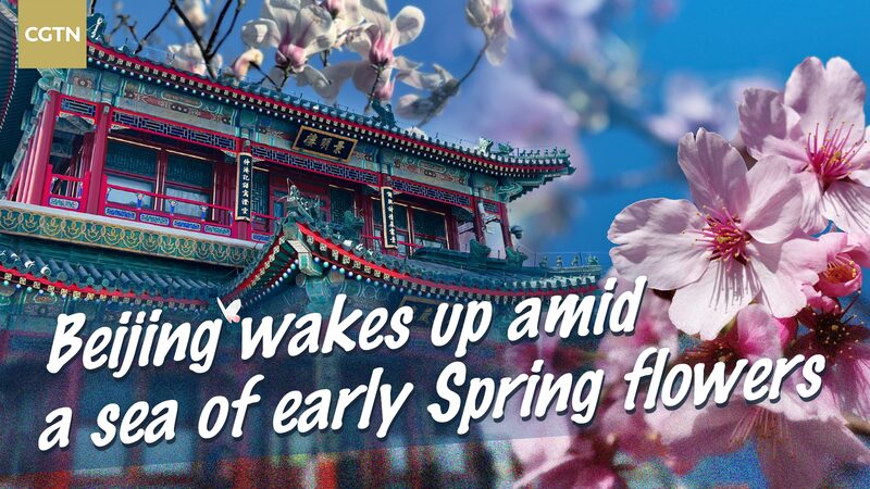 Beijing_Blossoms__Exploring_Spring_s_Floral_Wonders_in_China_s_Capital_poster - News for amigos, by amigos Beijing_Blossoms__Exploring_Spring_s_Floral_Wonders_in_China_s_Capital video poster