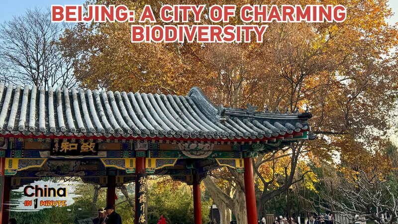 Beijing_s_Biodiversity_Boom__A_Green_Haven_in_the_City_poster - News for amigos, by amigos Beijing_s_Biodiversity_Boom__A_Green_Haven_in_the_City video poster