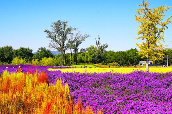 Beijing’s Blooming Paradise: A New Autumn Hotspot Near the Old Summer Palace 🌸🍁 Beijing_s_Blooming_Paradise__A_New_Autumn_Hotspot_Near_the_Old_Summer_Palace___