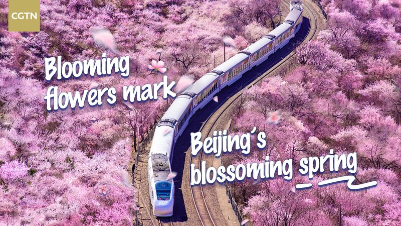Beijing_s_Blossoming_Spring__Stroll_Through_Seas_of_Flowers___poster - News for amigos, by amigos Beijing_s_Blossoming_Spring__Stroll_Through_Seas_of_Flowers__ video poster