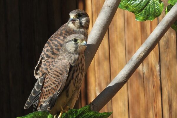 Beijing’s Feathered Guardians: How Raptors Adapt to Heat Waves Beijing_s_Feathered_Guardians__How_Raptors_Adapt_to_Heat_Waves video poster